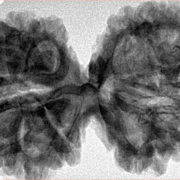 12 MK Gaurishankar 42mm 8.21gm - Inverse xray