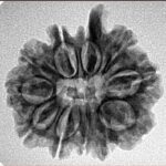 11 Mukhi Ganesh 24mm 3.25gm - Inverse xray