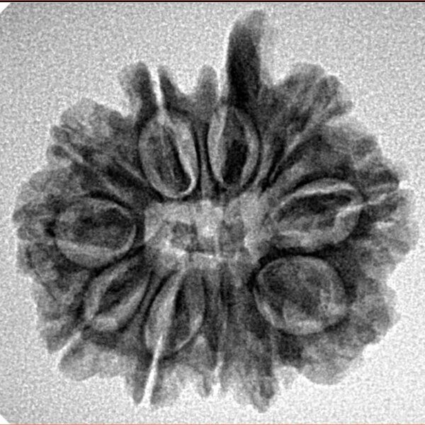 11 Mukhi Ganesh 24mm 3.25gm - Inverse xray