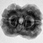 2 Mukhi Rudraksha 24mm 3.52gm - Inverse xray