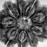 9 Mukhi Rudraksha 30.6mm 8.3gm - Inverse xray