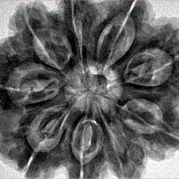 9 Mukhi Rudraksha 30.6mm 8.3gm - Inverse xray