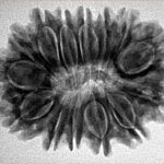 14 Mukhi Rudraksha 30.1mm 5.4gm - Inverse xray