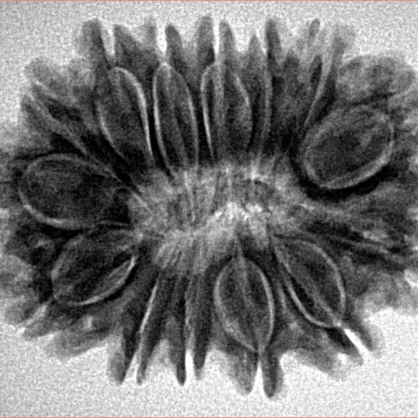 14 Mukhi Rudraksha 30.1mm 5.4gm - Inverse xray