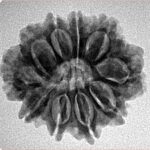 10 Mukhi Rudraksha 24.9mm 3.76gm - Inverse xray