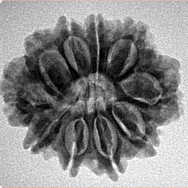 10 Mukhi Rudraksha 24.9mm 3.76gm - Inverse xray
