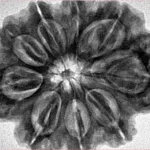 9 Mukhi Rudraksha 31.8mm 8gm - Inverse xray