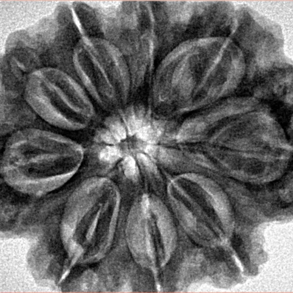 9 Mukhi Rudraksha 31.8mm 8gm - Inverse xray