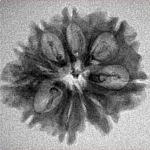 10 Mukhi Ganesh 25.3mm 2gm - Inverse xray