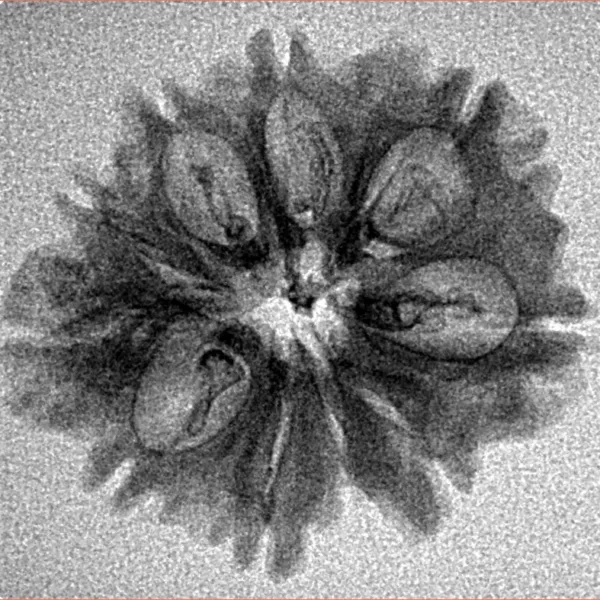 10 Mukhi Ganesh 25.3mm 2gm - Inverse xray