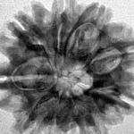 9 Mukhi Rudraksha 25mm 4.12gm - Inverse xray