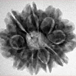 9 Mukhi Rudraksha 26.3mm 5.12gm - Inverse xray