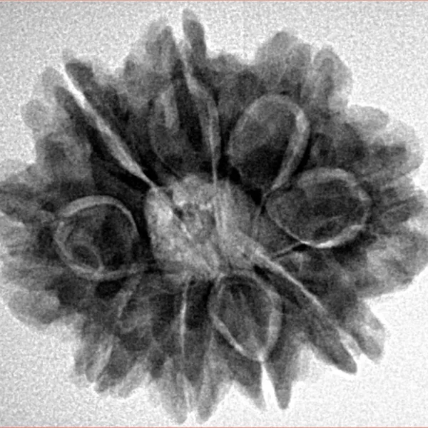 9 Mukhi Rudraksha 26.3mm 5.12gm - Inverse xray