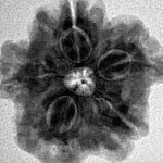 1MK(Underdeveloped) 22.6mm 3.93gm - Inverse xray