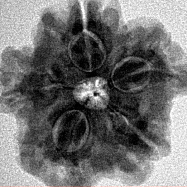 1MK(Underdeveloped) 22.6mm 3.93gm - Inverse xray