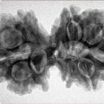 10 Mk Gaurishankar 34.8mm 6.27gm - Inverse xray