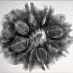 9 Mukhi Rudraksha 26.7mm 5.19gm - Inverse xray