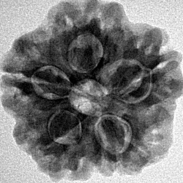 1MK(Underdeveloped) 23.7mm 4.57gm - Inverse xray