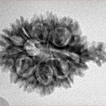 11 Mukhi Ganesh 27.2mm 2.77gm - Inverse xray