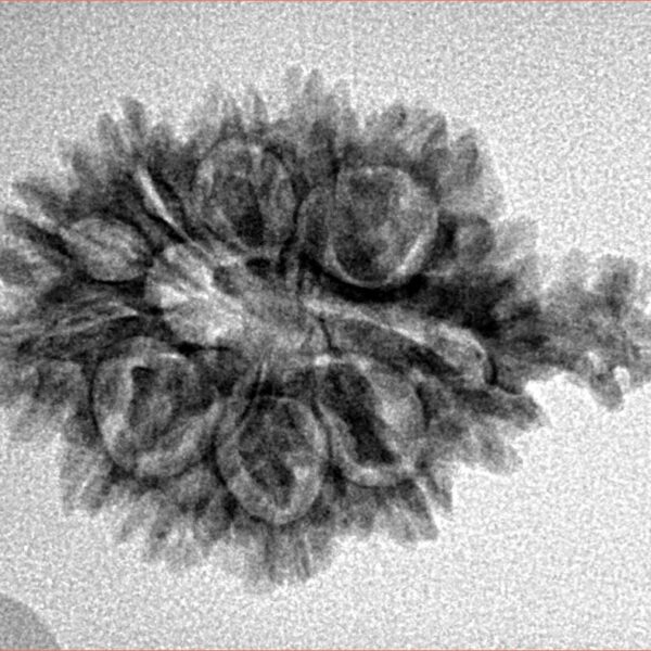 11 Mukhi Ganesh 27.2mm 2.77gm - Inverse xray