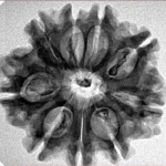9 Mukhi Rudraksha 26.1mm 4.07gm - Inverse xray