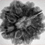 9 Mukhi Rudraksha 26.5mm 6.49gm - Inverse xray