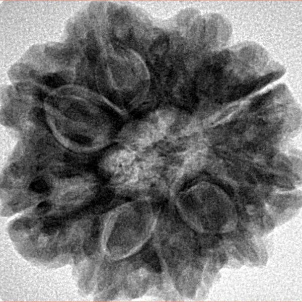 9 Mukhi Rudraksha 26.5mm 6.49gm - Inverse xray