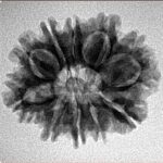 10 Mukhi Rudraksha 25mm 3.28gm - Inverse xray