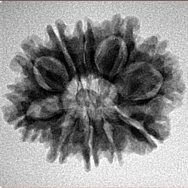 10 Mukhi Rudraksha 25mm 3.28gm - Inverse xray