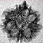 9 Mukhi Ganesh 22.2mm 3gm - Inverse xray