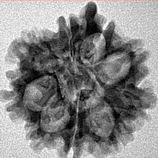 9 Mukhi Ganesh 22.2mm 3gm - Inverse xray