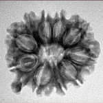 10 Mukhi Ganesh 23.5mm 3.17gm - Inverse xray