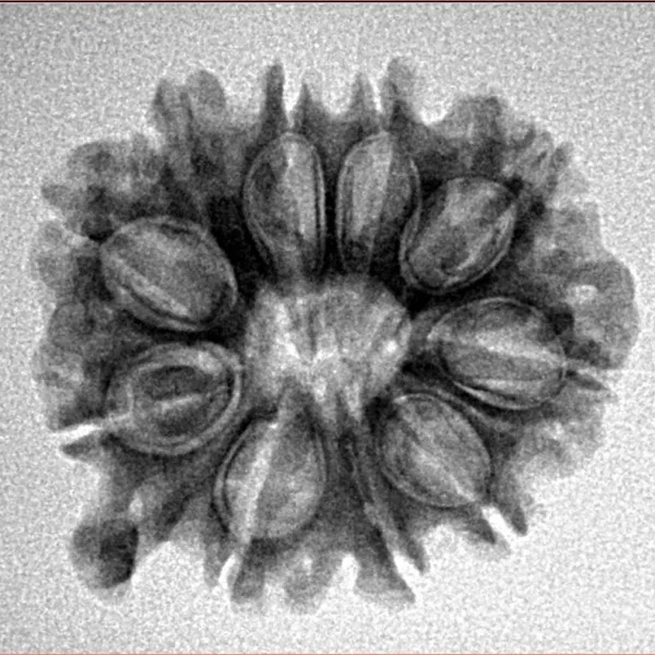 10 Mukhi Ganesh 23.5mm 3.17gm - Inverse xray