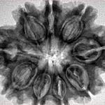 9 Mukhi Rudraksha 31.4mm 6.25gm - Inverse xray