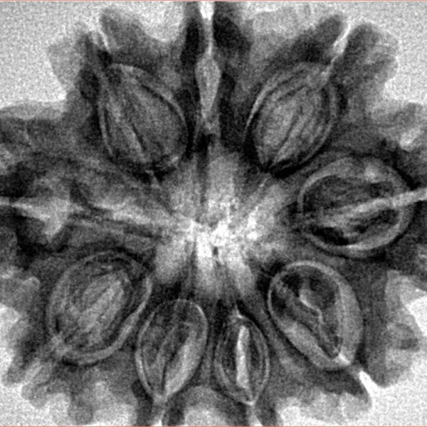 9 Mukhi Rudraksha 31.4mm 6.25gm - Inverse xray