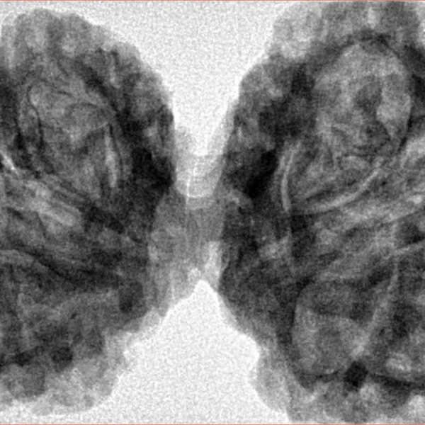 10 Mk Gaurishankar 44.6mm 9.98gm - Inverse xray