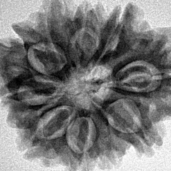 10 Mukhi Ganesh 26.4mm 4.74gm - Inverse xray