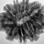 9 Mukhi Rudraksha 25mm 4.22gm - Inverse xray