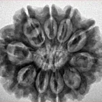 10 Mukhi Rudraksha 28.6mm 5.67gm - Inverse xray