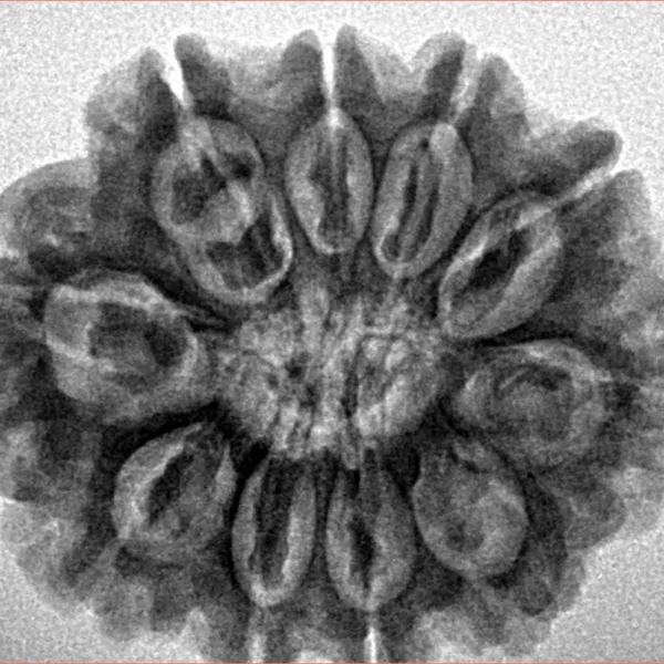 10 Mukhi Rudraksha 28.6mm 5.67gm - Inverse xray