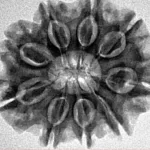 9 Mukhi Rudraksha 26.3mm 4.66gm - Inverse xray