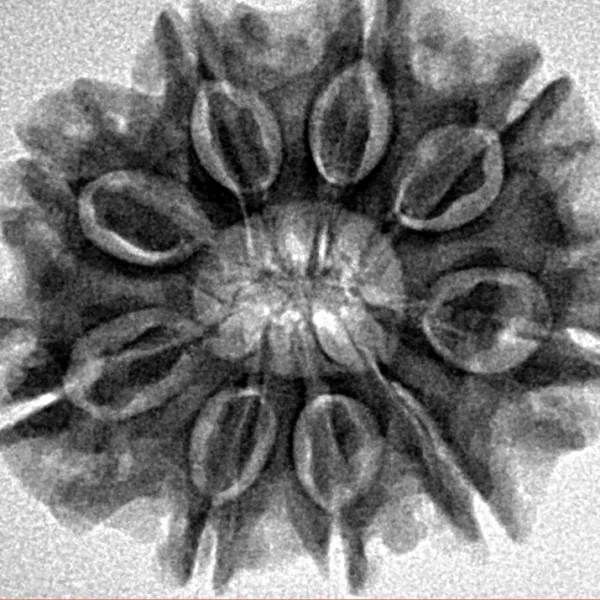 9 Mukhi Rudraksha 26.3mm 4.66gm - Inverse xray