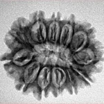 12 Mukhi Rudraksha 25.4mm 3.27gm - Inverse xray