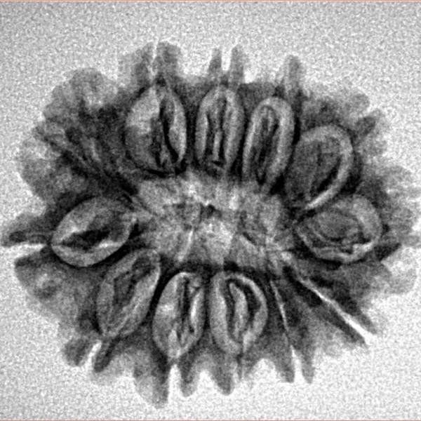 12 Mukhi Rudraksha 25.4mm 3.27gm - Inverse xray