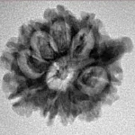 9 Mukhi Ganesh 23.4mm 2.42gm - Inverse xray