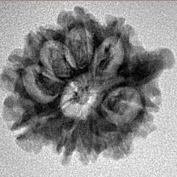 9 Mukhi Ganesh 23.4mm 2.42gm - Inverse xray