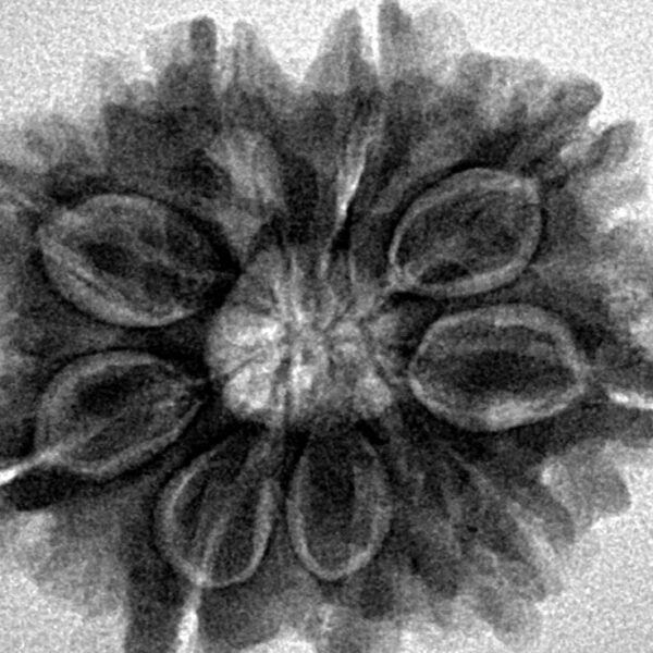 9 Mukhi Rudraksha 26.1mm 4.89gm - Inverse xray