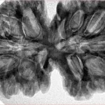 13 MK Gaurishankar 40.7mm 8.78gm - Inverse xray