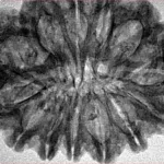 14 Mukhi Rudraksha 32.7mm 4.8gm - Inverse xray