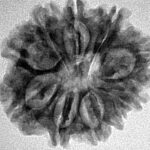 10 Mukhi Rudraksha 25.3mm 3.69gm - Inverse xray